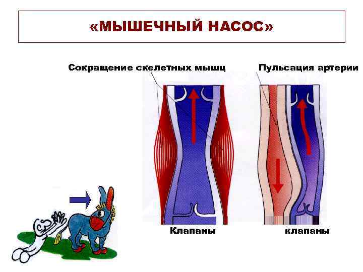  «МЫШЕЧНЫЙ НАСОС» Сокращение скелетных мышц Клапаны Пульсация артерии клапаны 