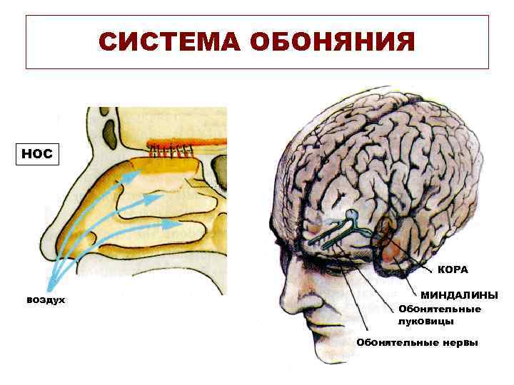 СИСТЕМА ОБОНЯНИЯ НОС КОРА воздух МИНДАЛИНЫ Обонятельные луковицы Обонятельные нервы 