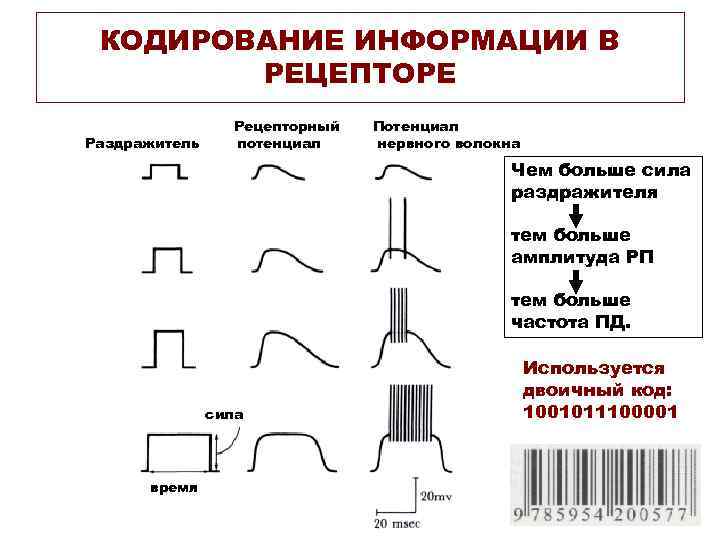 КОДИРОВАНИЕ ИНФОРМАЦИИ В РЕЦЕПТОРЕ Раздражитель Рецепторный потенциал Потенциал нервного волокна Чем больше сила раздражителя