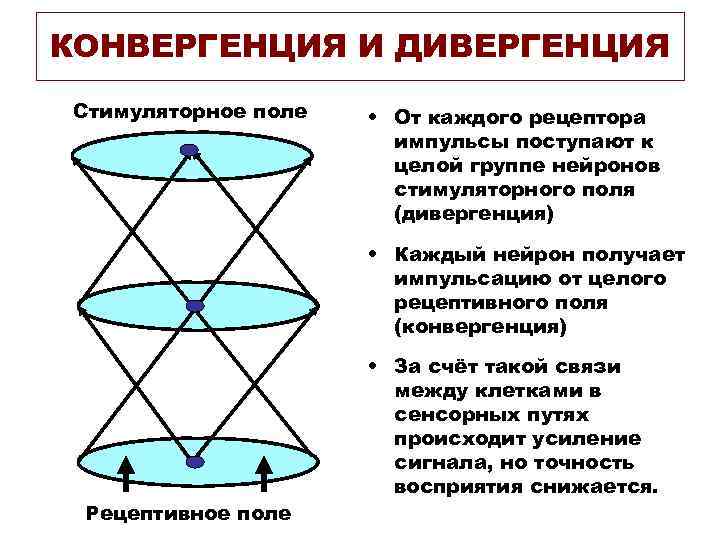 КОНВЕРГЕНЦИЯ И ДИВЕРГЕНЦИЯ Стимуляторное поле • От каждого рецептора импульсы поступают к целой группе