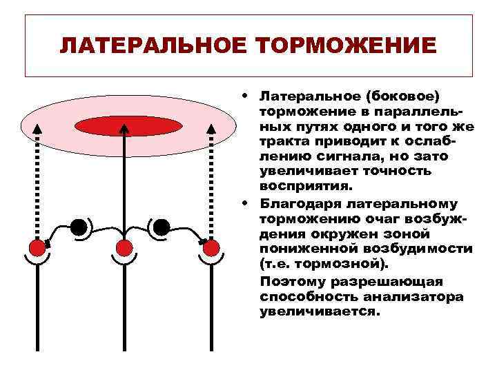 ЛАТЕРАЛЬНОЕ ТОРМОЖЕНИЕ • Латеральное (боковое) торможение в параллельных путях одного и того же тракта