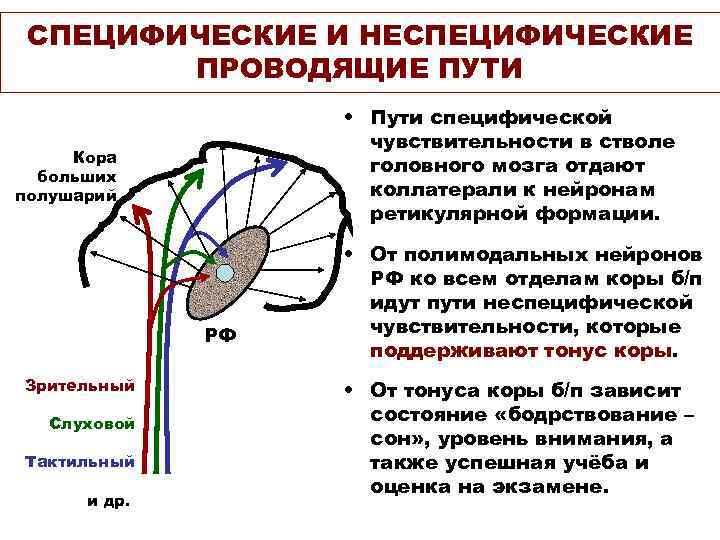 Влияние коры. Проводящие пути ретикулярной формации. Проводящие пути ретикулярной формации ствола. Ядра ретикулярной формации продолговатого мозга функции. Ретикулярная формация среднего мозга функции.