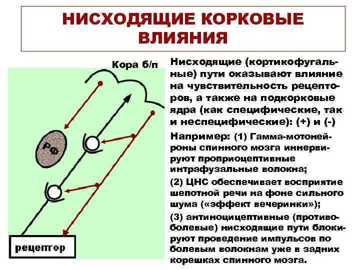 НИСХОДЯЩИЕ КОРКОВЫЕ ВЛИЯНИЯ Кора б/п Нисходящие (кортикофугальные) пути оказывают влияние на чувствительность рецепторов, а