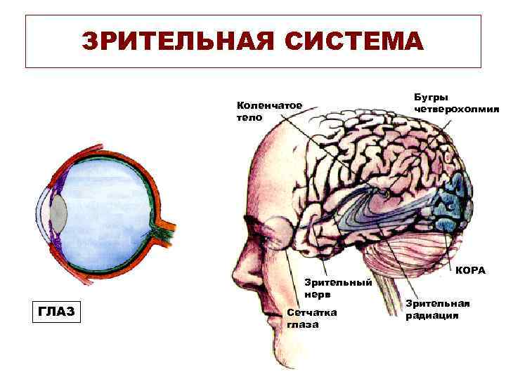 ЗРИТЕЛЬНАЯ СИСТЕМА Бугры четверохолмия Коленчатое тело Зрительный нерв ГЛАЗ Сетчатка глаза КОРА Зрительная радиация