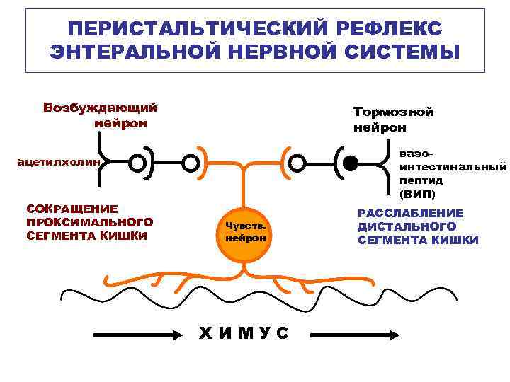 ПЕРИСТАЛЬТИЧЕСКИЙ РЕФЛЕКС ЭНТЕРАЛЬНОЙ НЕРВНОЙ СИСТЕМЫ Возбуждающий нейрон Тормозной нейрон вазоинтестинальный пептид (ВИП) ацетилхолин СОКРАЩЕНИЕ