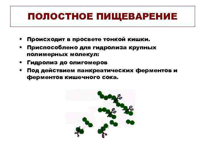 ПОЛОСТНОЕ ПИЩЕВАРЕНИЕ • Происходит в просвете тонкой кишки. • Приспособлено для гидролиза крупных полимерных