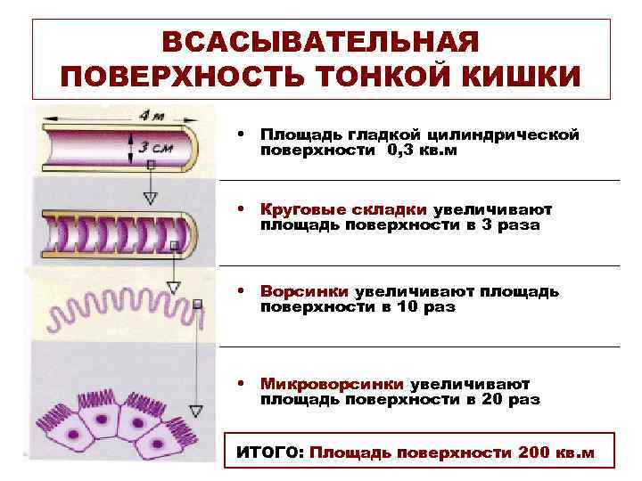 ВСАСЫВАТЕЛЬНАЯ ПОВЕРХНОСТЬ ТОНКОЙ КИШКИ • Площадь гладкой цилиндрической поверхности 0, 3 кв. м •