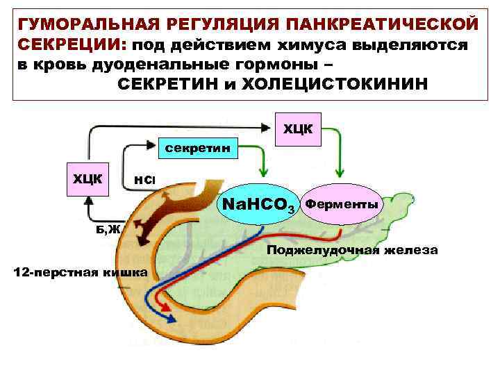 ГУМОРАЛЬНАЯ РЕГУЛЯЦИЯ ПАНКРЕАТИЧЕСКОЙ СЕКРЕЦИИ: под действием химуса выделяются в кровь дуоденальные гормоны – СЕКРЕТИН