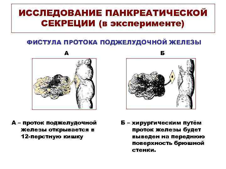 ИССЛЕДОВАНИЕ ПАНКРЕАТИЧЕСКОЙ СЕКРЕЦИИ (в эксперименте) ФИСТУЛА ПРОТОКА ПОДЖЕЛУДОЧНОЙ ЖЕЛЕЗЫ А А – проток поджелудочной