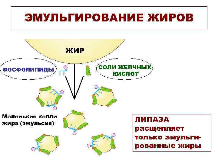 ЭМУЛЬГИРОВАНИЕ ЖИРОВ ФОСФОЛИПИДЫ Маленькие капли жира (эмульсия) СОЛИ ЖЕЛЧНЫХ КИСЛОТ ЛИПАЗА расщепляет только эмульгированные