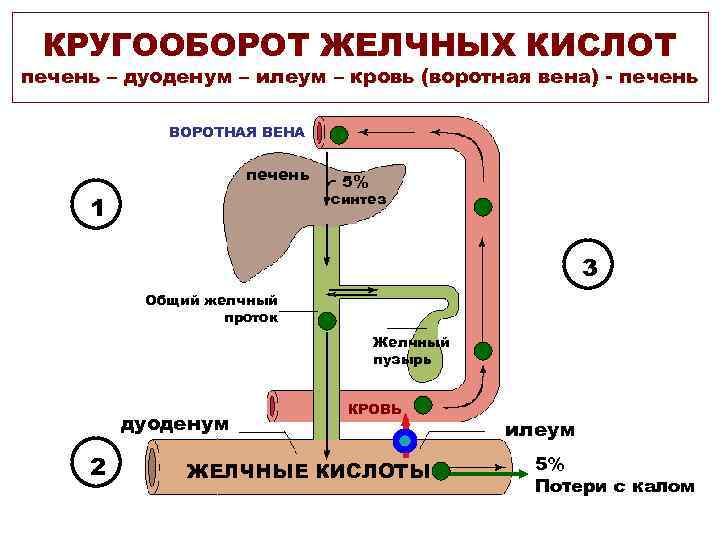 КРУГООБОРОТ ЖЕЛЧНЫХ КИСЛОТ печень – дуоденум – илеум – кровь (воротная вена) - печень