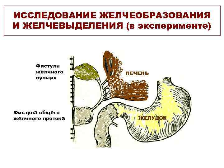 ИССЛЕДОВАНИЕ ЖЕЛЧЕОБРАЗОВАНИЯ И ЖЕЛЧЕВЫДЕЛЕНИЯ (в эксперименте) Фистула желчного пузыря Фистула общего желчного протока ПЕЧЕНЬ