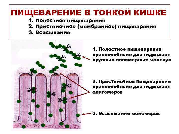 ПИЩЕВАРЕНИЕ В ТОНКОЙ КИШКЕ 1. Полостное пищеварение 2. Пристеночное (мембранное) пищеварение 3. Всасывание 1.