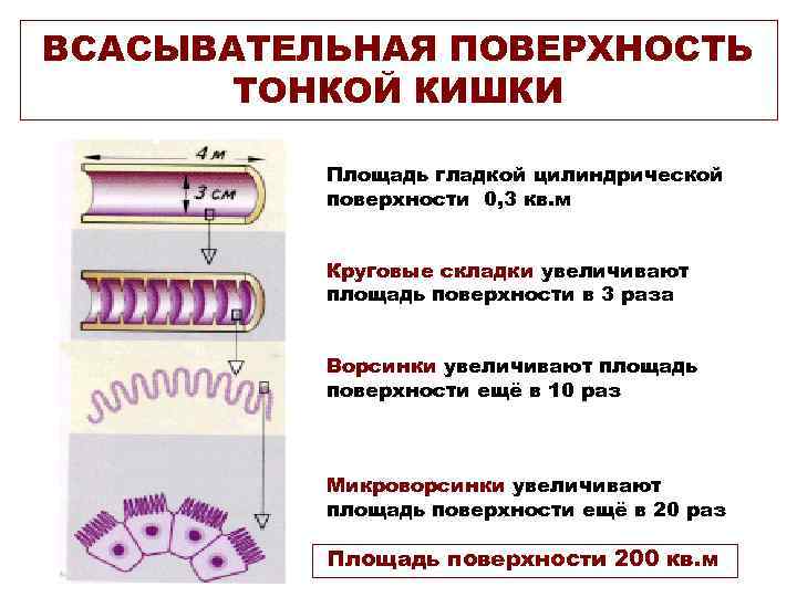 ВСАСЫВАТЕЛЬНАЯ ПОВЕРХНОСТЬ ТОНКОЙ КИШКИ Площадь гладкой цилиндрической поверхности 0, 3 кв. м Круговые складки