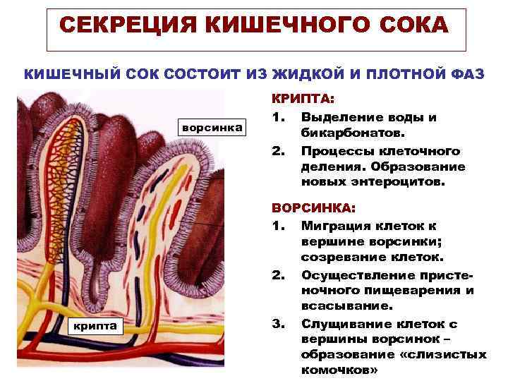 СЕКРЕЦИЯ КИШЕЧНОГО СОКА КИШЕЧНЫЙ СОК СОСТОИТ ИЗ ЖИДКОЙ И ПЛОТНОЙ ФАЗ ворсинка крипта КРИПТА: