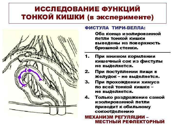 ИССЛЕДОВАНИЕ ФУНКЦИЙ ТОНКОЙ КИШКИ (в эксперименте) ФИСТУЛА ТИРИ-ВЕЛЛА: Оба конца изолированной петли тонкой кишки