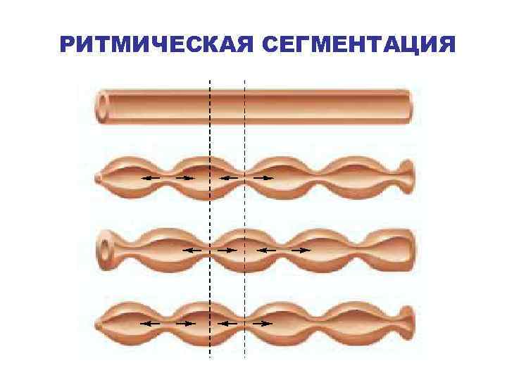 РИТМИЧЕСКАЯ СЕГМЕНТАЦИЯ 