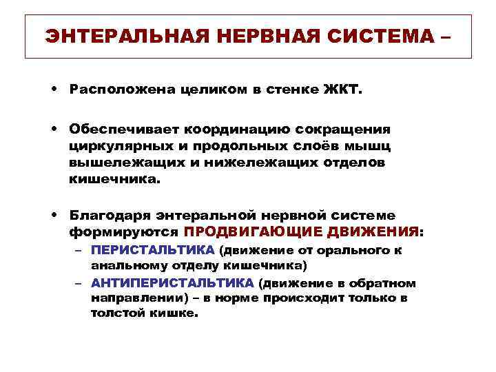 ЭНТЕРАЛЬНАЯ НЕРВНАЯ СИСТЕМА – • Расположена целиком в стенке ЖКТ. • Обеспечивает координацию сокращения