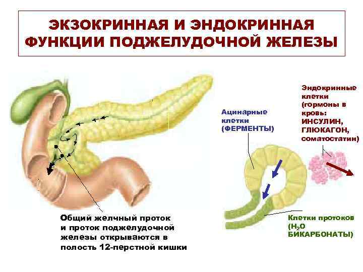 ЭКЗОКРИННАЯ И ЭНДОКРИННАЯ ФУНКЦИИ ПОДЖЕЛУДОЧНОЙ ЖЕЛЕЗЫ Ацинарные клетки (ФЕРМЕНТЫ) Общий желчный проток и проток