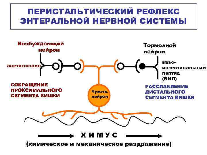 ПЕРИСТАЛЬТИЧЕСКИЙ РЕФЛЕКС ЭНТЕРАЛЬНОЙ НЕРВНОЙ СИСТЕМЫ Возбуждающий нейрон Тормозной нейрон вазоинтестинальный пептид (ВИП) ацетилхолин СОКРАЩЕНИЕ