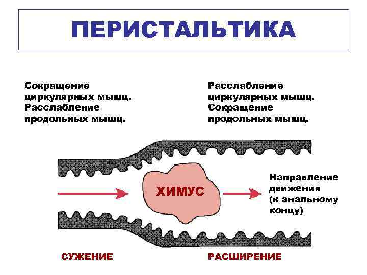 ПЕРИСТАЛЬТИКА Сокращение циркулярных мышц. Расслабление продольных мышц. Расслабление циркулярных мышц. Сокращение продольных мышц. ХИМУС