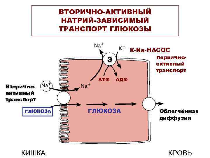 ВТОРИЧНО-АКТИВНЫЙ НАТРИЙ-ЗАВИСИМЫЙ ТРАНСПОРТ ГЛЮКОЗЫ К-Na-НАСОС первичноактивный транспорт Э АТФ АДФ Вторичноактивный транспорт ГЛЮКОЗА КИШКА