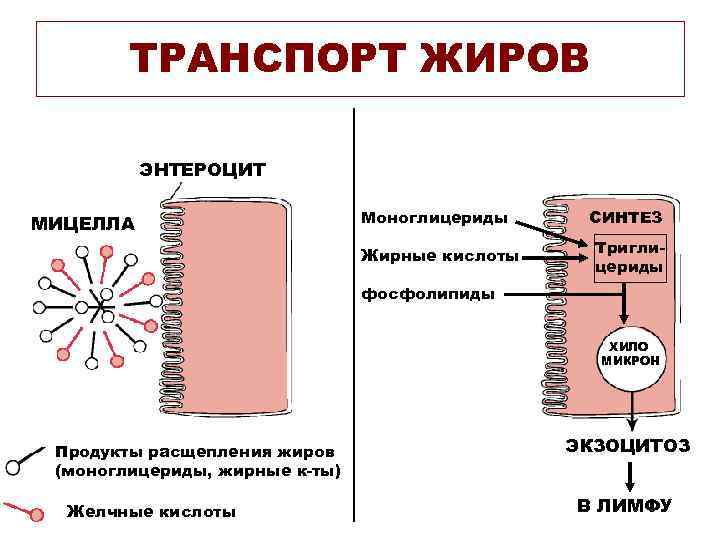 ТРАНСПОРТ ЖИРОВ ЭНТЕРОЦИТ МИЦЕЛЛА Моноглицериды Жирные кислоты СИНТЕЗ Триглицериды фосфолипиды ХИЛО МИКРОН Продукты расщепления