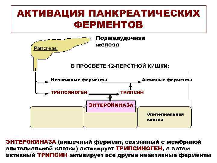 АКТИВАЦИЯ ПАНКРЕАТИЧЕСКИХ ФЕРМЕНТОВ Поджелудочная железа В ПРОСВЕТЕ 12 -ПЕРСТНОЙ КИШКИ: Неактивные ферменты ТРИПСИНОГЕН Активные