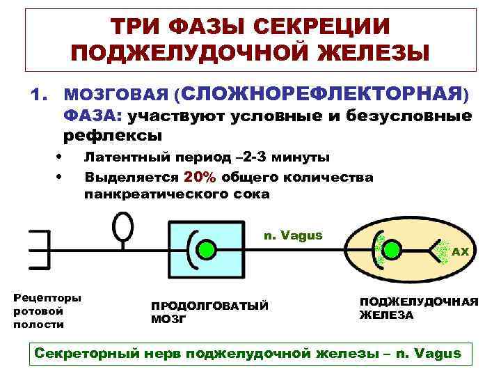 ТРИ ФАЗЫ СЕКРЕЦИИ ПОДЖЕЛУДОЧНОЙ ЖЕЛЕЗЫ 1. МОЗГОВАЯ (СЛОЖНОРЕФЛЕКТОРНАЯ) ФАЗА: участвуют условные и безусловные рефлексы