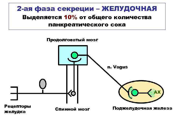 2 -ая фаза секреции – ЖЕЛУДОЧНАЯ Выделяется 10% от общего количества панкреатического сока Продолговатый