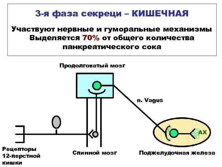 3 -я фаза секреци – КИШЕЧНАЯ Участвуют нервные и гуморальные механизмы Выделяется 70% от