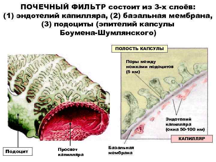 Органы выделения схема