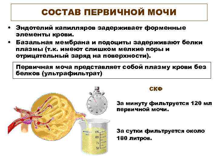СОСТАВ ПЕРВИЧНОЙ МОЧИ • Эндотелий капилляров задерживает форменные элементы крови. • Базальная мембрана и