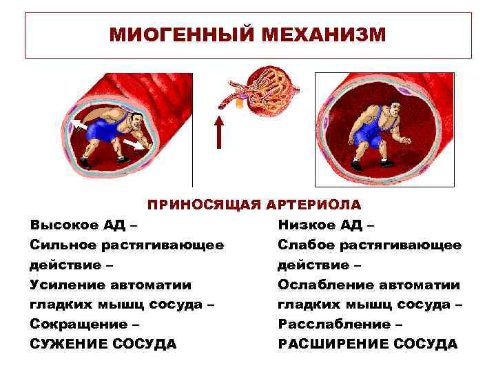 МИОГЕННЫЙ МЕХАНИЗМ ПРИНОСЯЩАЯ АРТЕРИОЛА Высокое АД – Низкое АД – Сильное растягивающее Слабое растягивающее