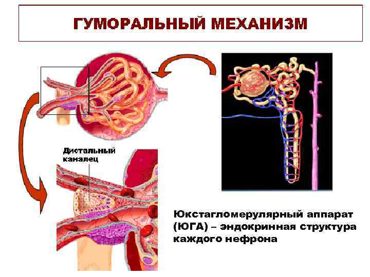 Юкстагломерулярный аппарат (ЮГА) – эндокринная структура каждого нефрона 