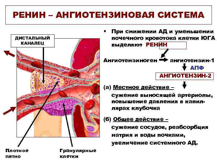 РЕНИН – АНГИОТЕНЗИНОВАЯ СИСТЕМА • При снижении АД и уменьшении почечного кровотока клетки ЮГА