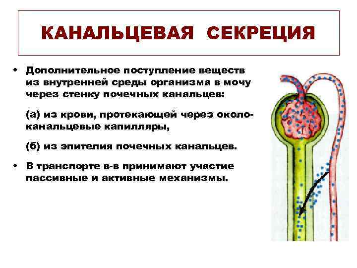 КАНАЛЬЦЕВАЯ СЕКРЕЦИЯ • Дополнительное поступление веществ из внутренней среды организма в мочу через стенку