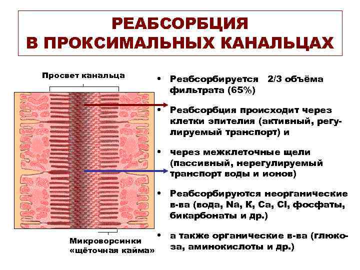 РЕАБСОРБЦИЯ В ПРОКСИМАЛЬНЫХ КАНАЛЬЦАХ Просвет канальца • Реабсорбируется 2/3 объёма фильтрата (65%) • Реабсорбция