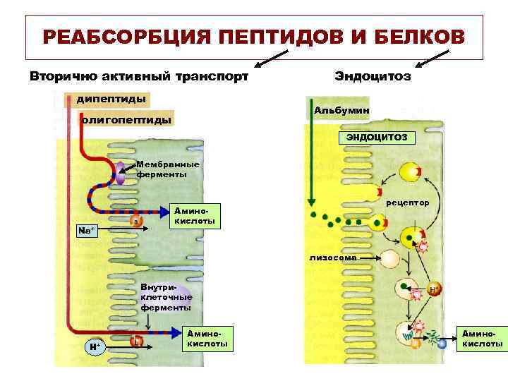 РЕАБСОРБЦИЯ ПЕПТИДОВ И БЕЛКОВ Вторично активный транспорт дипептиды Эндоцитоз Альбумин олигопептиды ЭНДОЦИТОЗ Мембранные ферменты