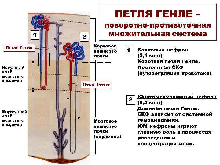 ПЕТЛЯ ГЕНЛЕ – 1 Петля Генле Наружный слой мозгового вещества 2 поворотно-противоточная множительная система