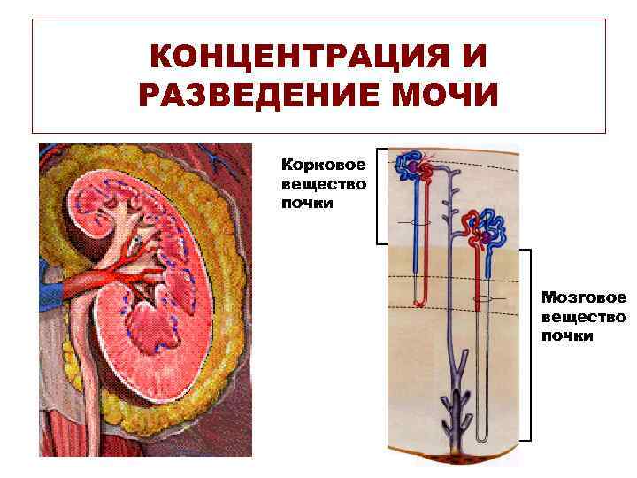 КОНЦЕНТРАЦИЯ И РАЗВЕДЕНИЕ МОЧИ Корковое вещество почки Мозговое вещество почки 