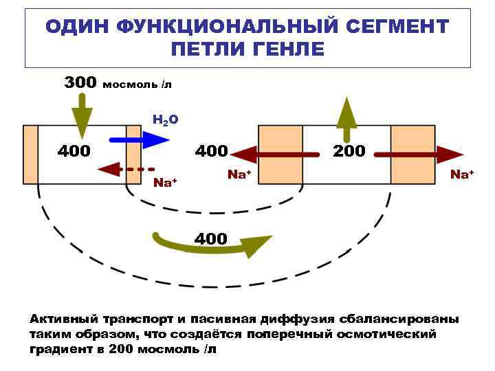 ОДИН ФУНКЦИОНАЛЬНЫЙ СЕГМЕНТ ПЕТЛИ ГЕНЛЕ 300 мосмоль /л H 2 O 400 Na+ 200