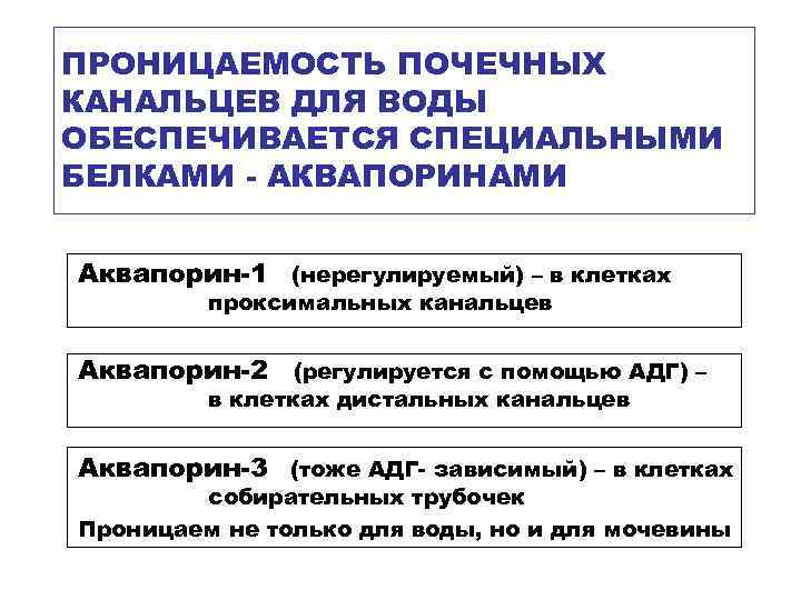 ПРОНИЦАЕМОСТЬ ПОЧЕЧНЫХ КАНАЛЬЦЕВ ДЛЯ ВОДЫ ОБЕСПЕЧИВАЕТСЯ СПЕЦИАЛЬНЫМИ БЕЛКАМИ - АКВАПОРИНАМИ Аквапорин-1 (нерегулируемый) – в
