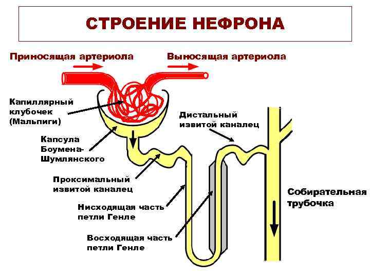 СТРОЕНИЕ НЕФРОНА Приносящая артериола Выносящая артериола Капиллярный клубочек (Мальпиги) Дистальный извитой каналец Капсула Боумена.