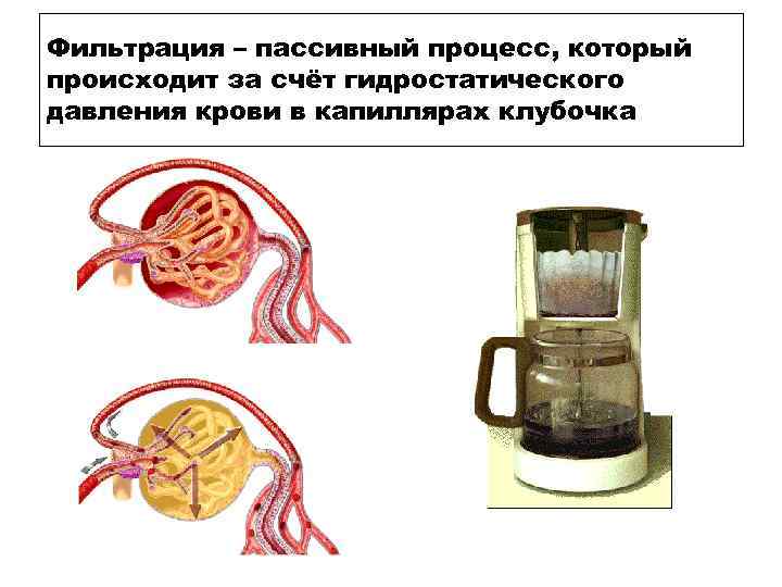 Фильтрация – пассивный процесс, который происходит за счёт гидростатического давления крови в капиллярах клубочка