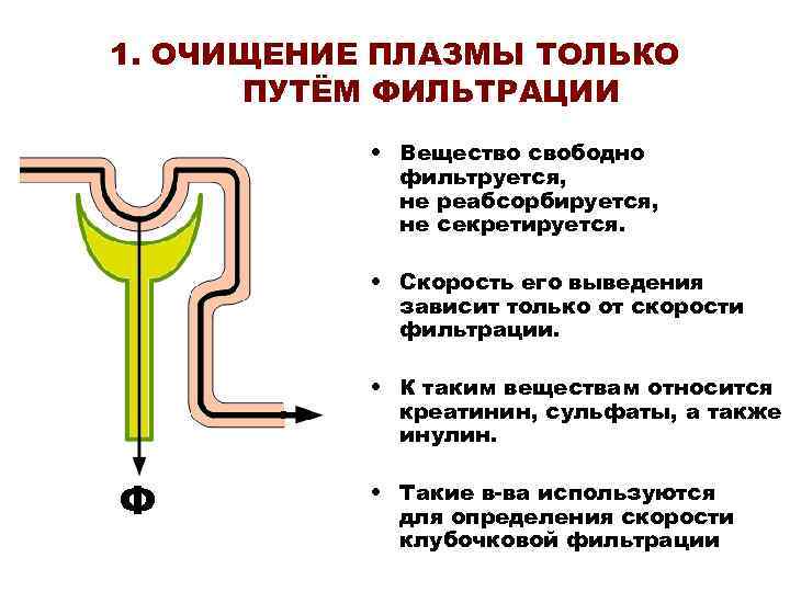 1. ОЧИЩЕНИЕ ПЛАЗМЫ ТОЛЬКО ПУТЁМ ФИЛЬТРАЦИИ • Вещество свободно фильтруется, не реабсорбируется, не секретируется.