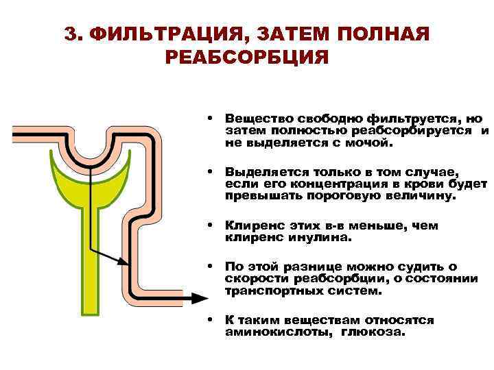 3. ФИЛЬТРАЦИЯ, ЗАТЕМ ПОЛНАЯ РЕАБСОРБЦИЯ • Вещество свободно фильтруется, но затем полностью реабсорбируется и