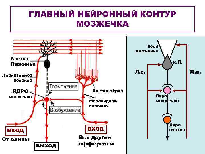 ГЛАВНЫЙ НЕЙРОННЫЙ КОНТУР МОЗЖЕЧКА Кора мозжечка Клетка Пуркинье к. П. Л. в. Лиановидное волокно