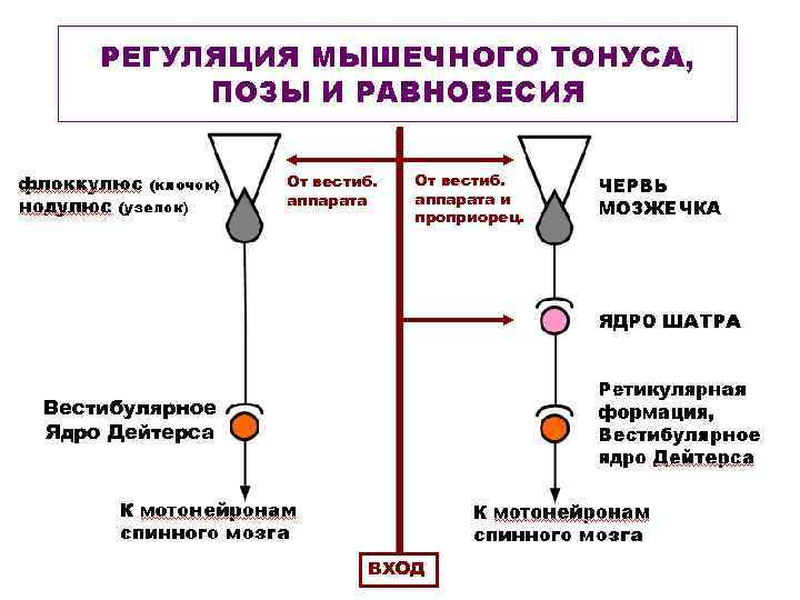 От вестиб. аппарата и проприорец. Вестибулярное Ядро Дейтерса ВХОД 