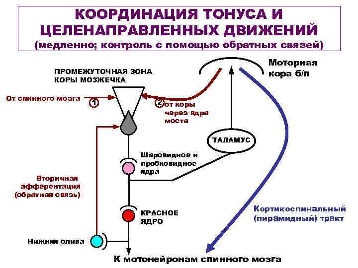 КООРДИНАЦИЯ ТОНУСА И ЦЕЛЕНАПРАВЛЕННЫХ ДВИЖЕНИЙ (медленно; контроль с помощью обратных связей) Моторная кора б/п